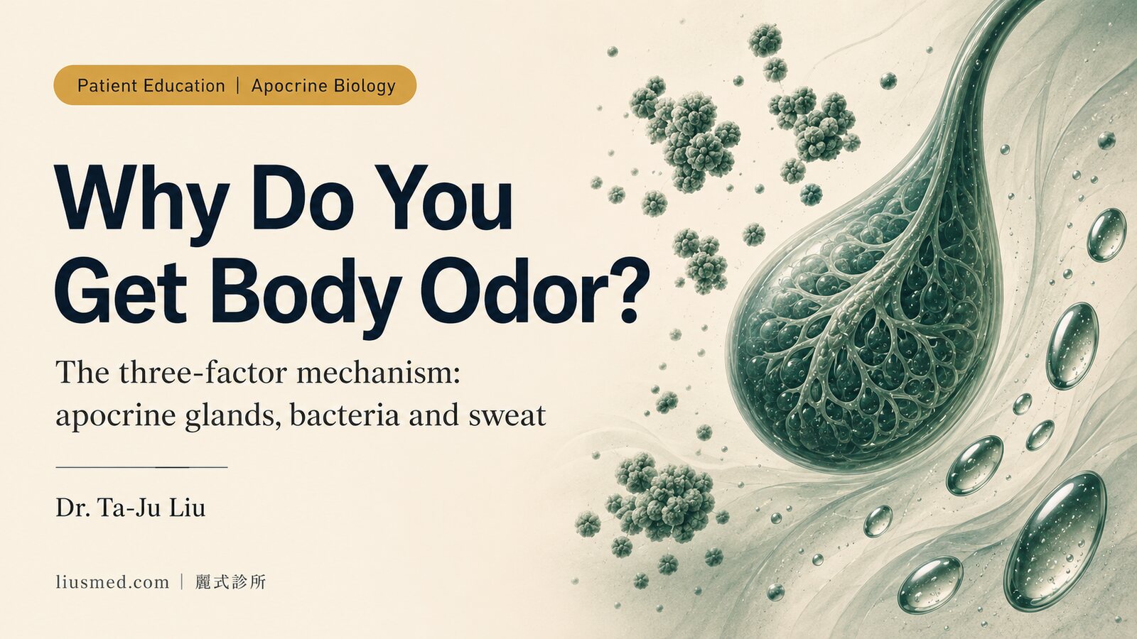 Why Do You Get Body Odor? How Apocrine Glands, Bacteria, and Sweat Combine to Create Odor