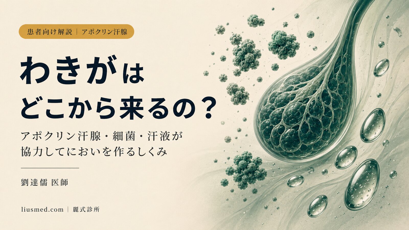 わきがはどこから来るの?アポクリン汗腺・細菌・汗液が体臭を作り出す三方向のしくみ