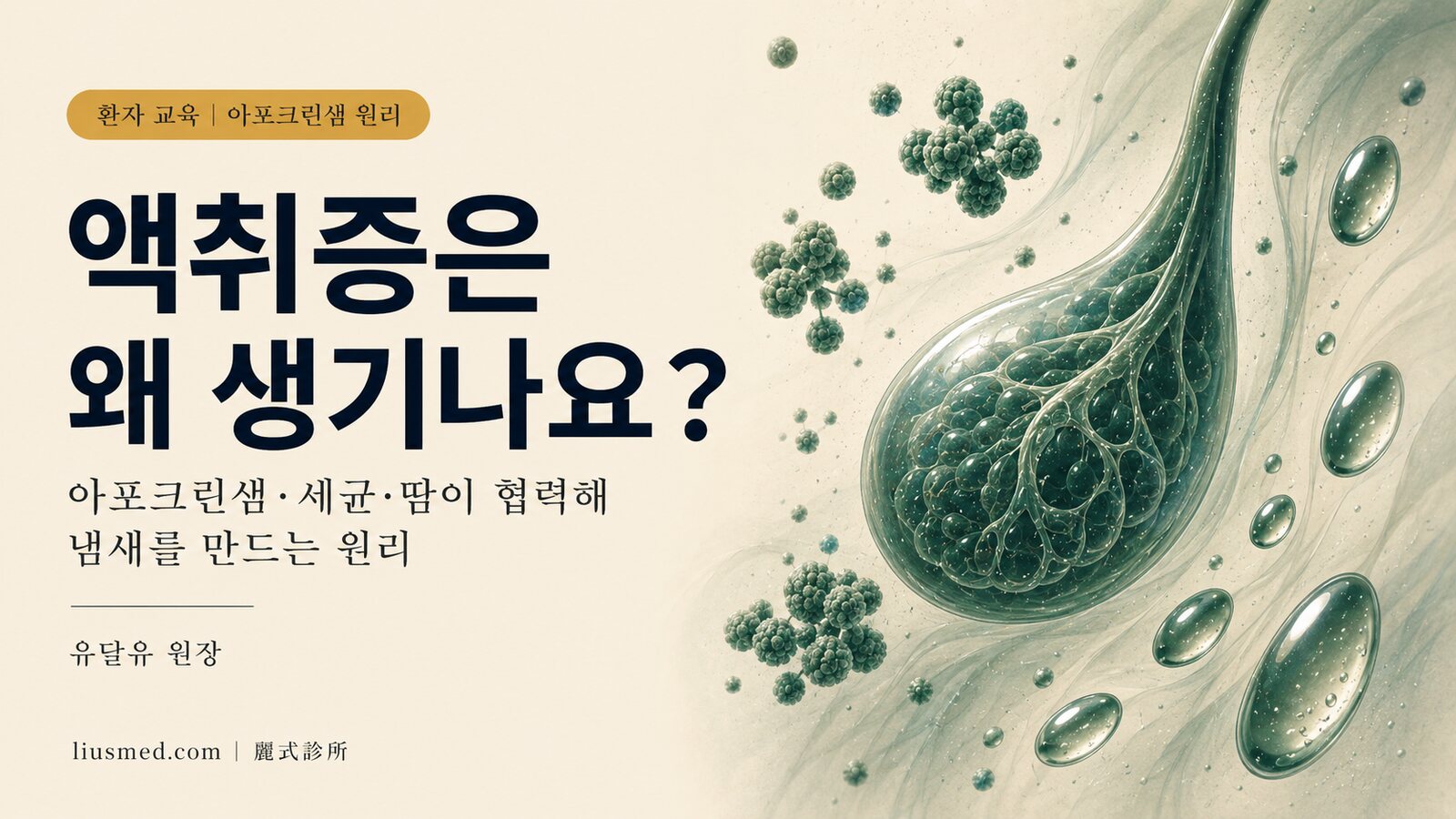 액취증은 왜 생기나요? 아포크린샘·세균·땀이 협력해 냄새를 만드는 원리