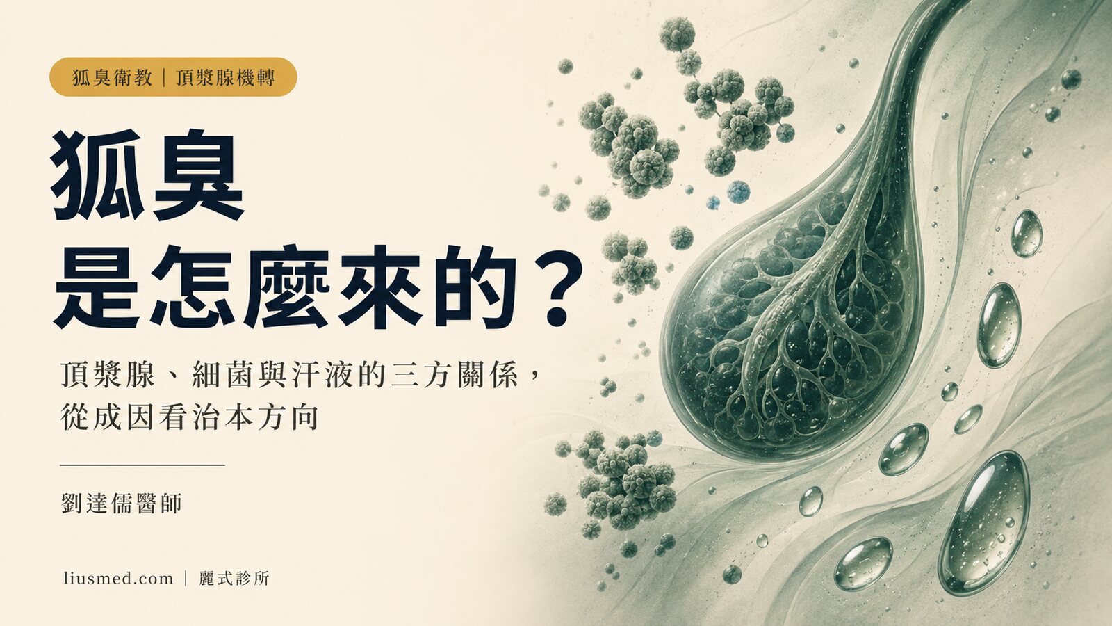 狐臭是怎麼來的?頂漿腺、細菌與汗液如何合力產生氣味
